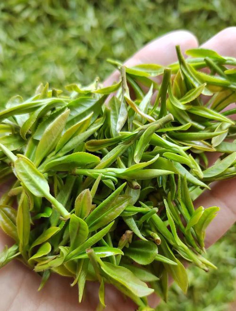 铁观音：茶界的清新之风