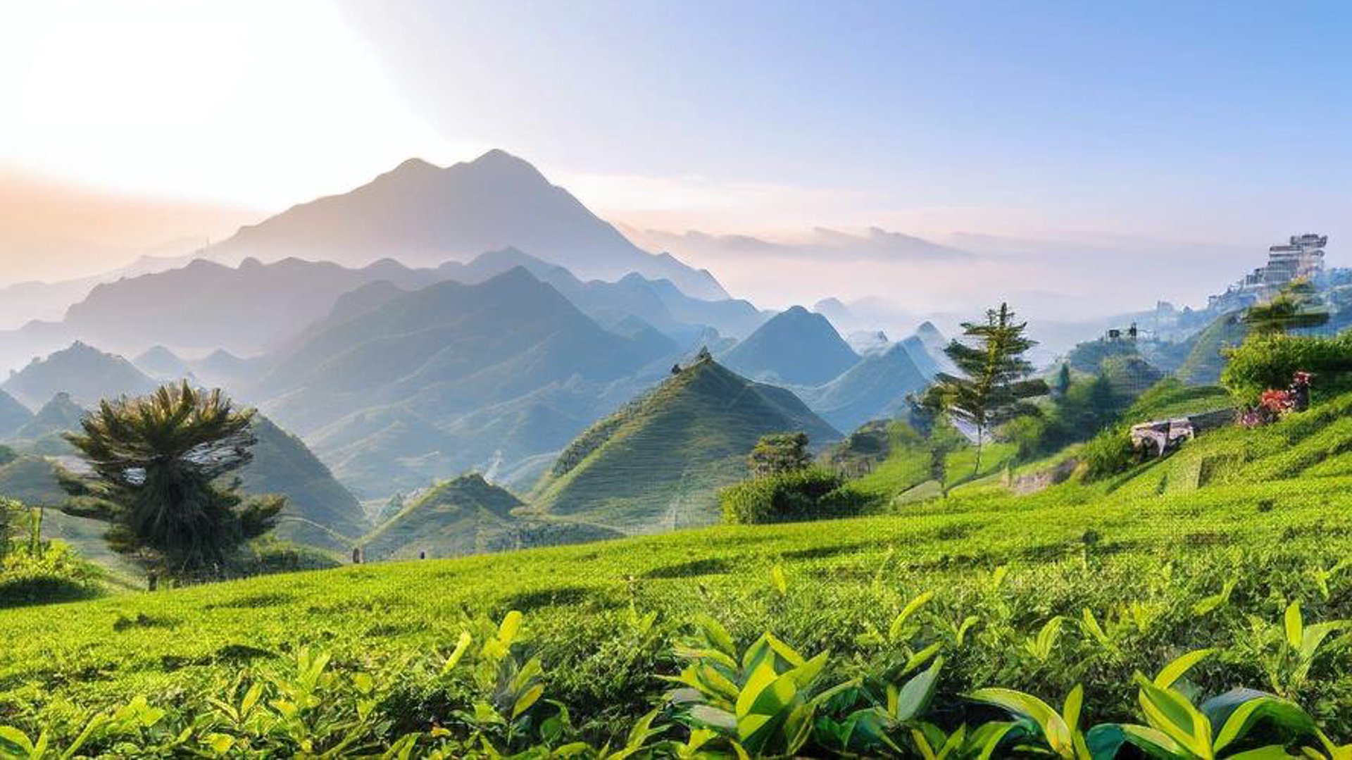 东源茶叶